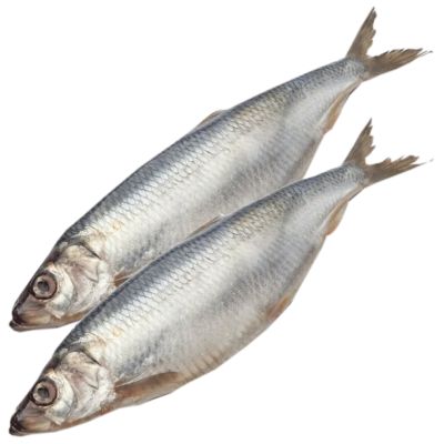 MORENA  SİYƏNƏK VEDRƏDƏ  KQ DUZLU